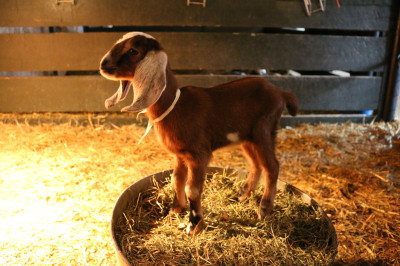 kid in the hay