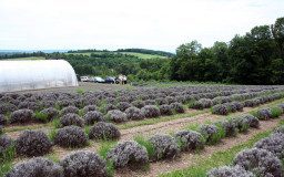 Hope Hill Farm Lavender Field