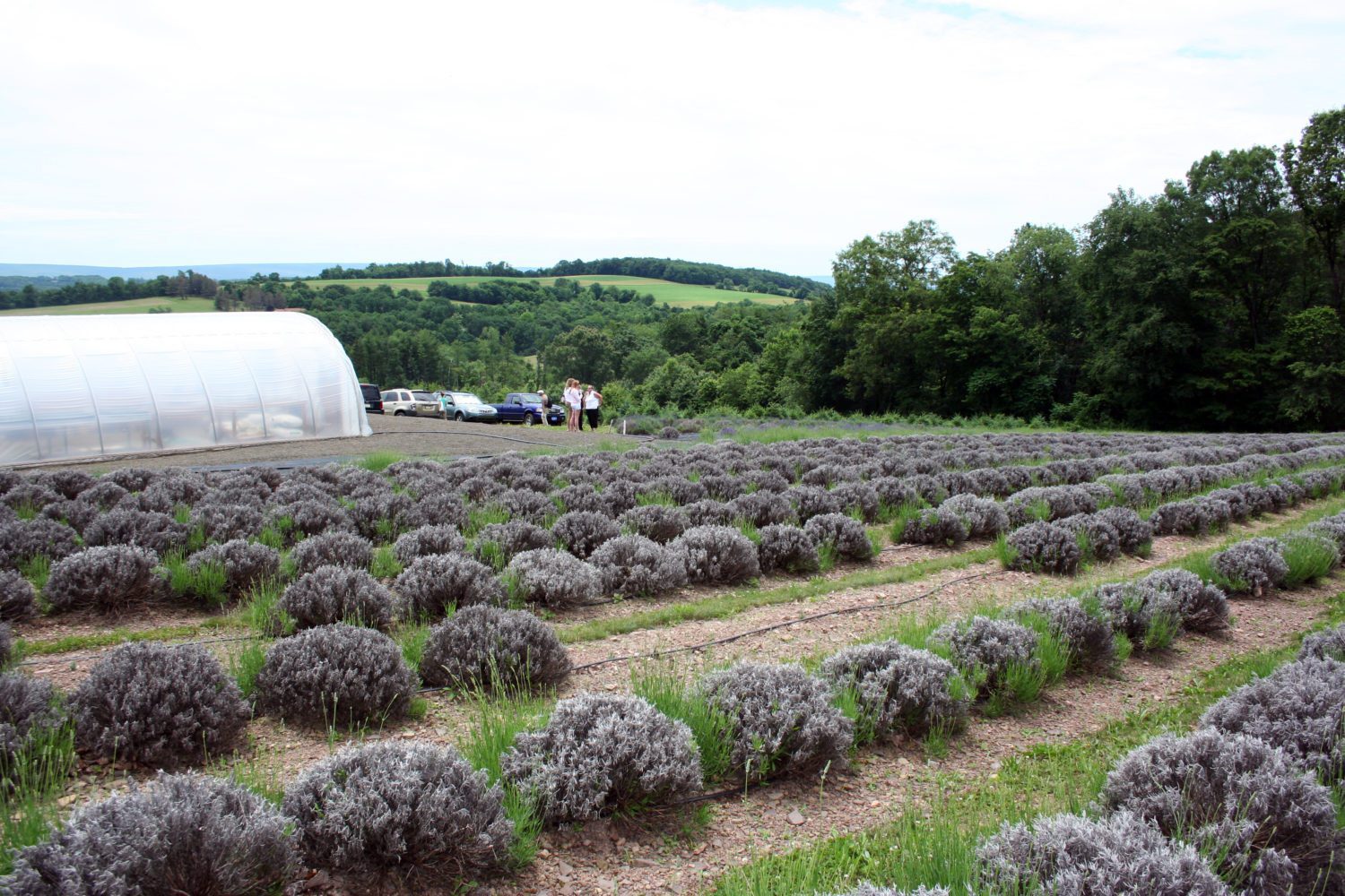 Hope Hill Lavender Farm, Pottsville, PA – 48.3 Miles