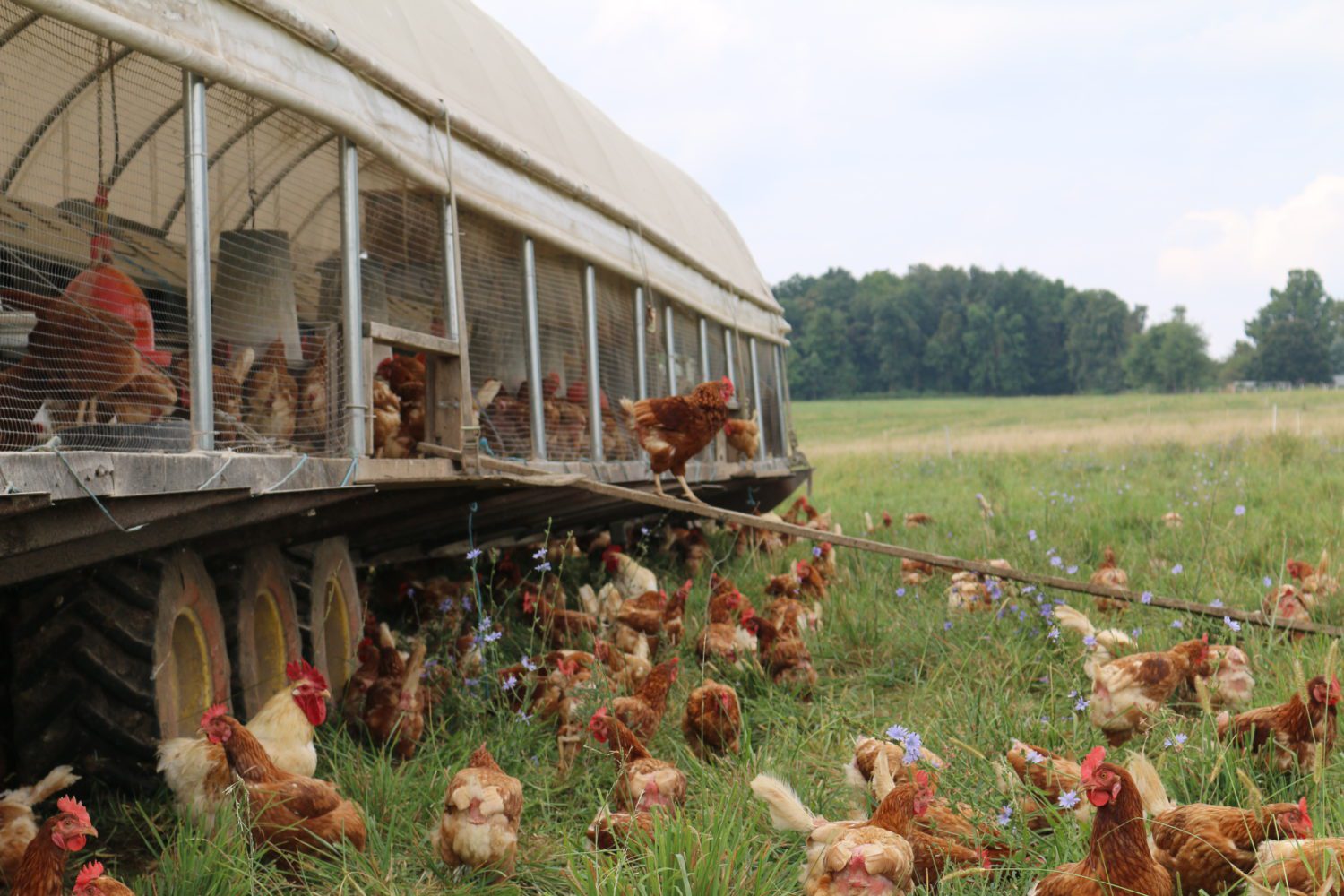 Benuel’s Eggs, Honey Brook, PA – 10.1 miles