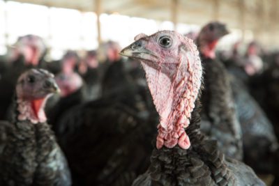 Koch's Turkey Farm Kimberton Whole Foods