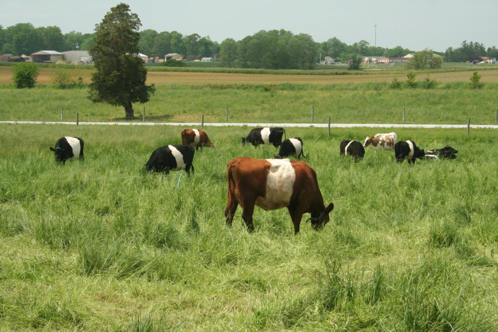 Dutch Meadows Organic Dairy, Paradise, PA: 16 Miles