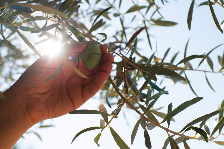 Raw Probiotic Olives