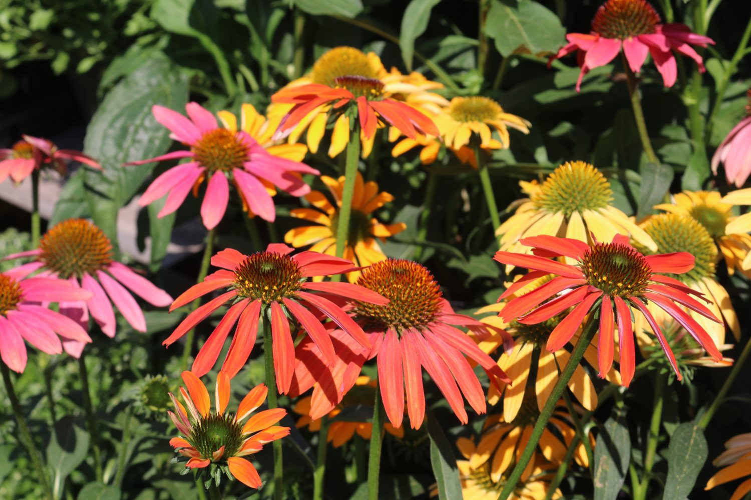 Esbenshade’s Greenhouses, Lititz – 30 Miles