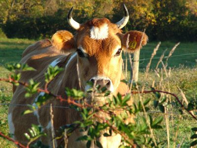 Camphill Kimberton Hills Dairy, Kimberton, PA – 11.5 Miles