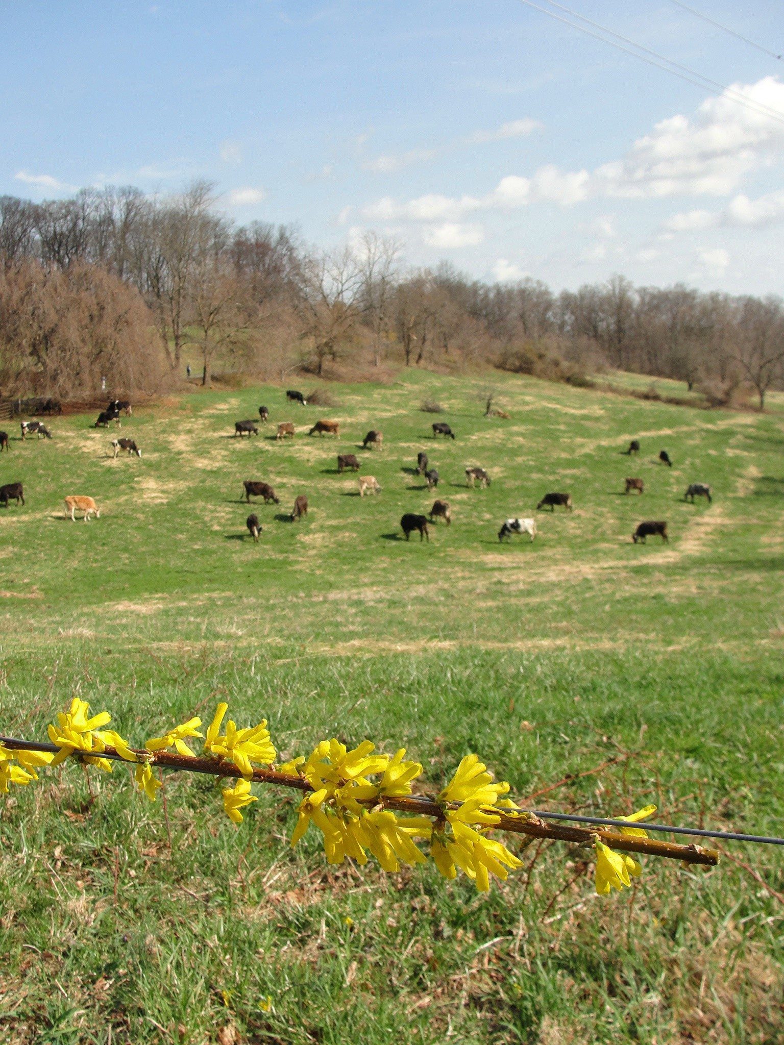 Photo Courtesy of Camphill Village Kimberton Hills