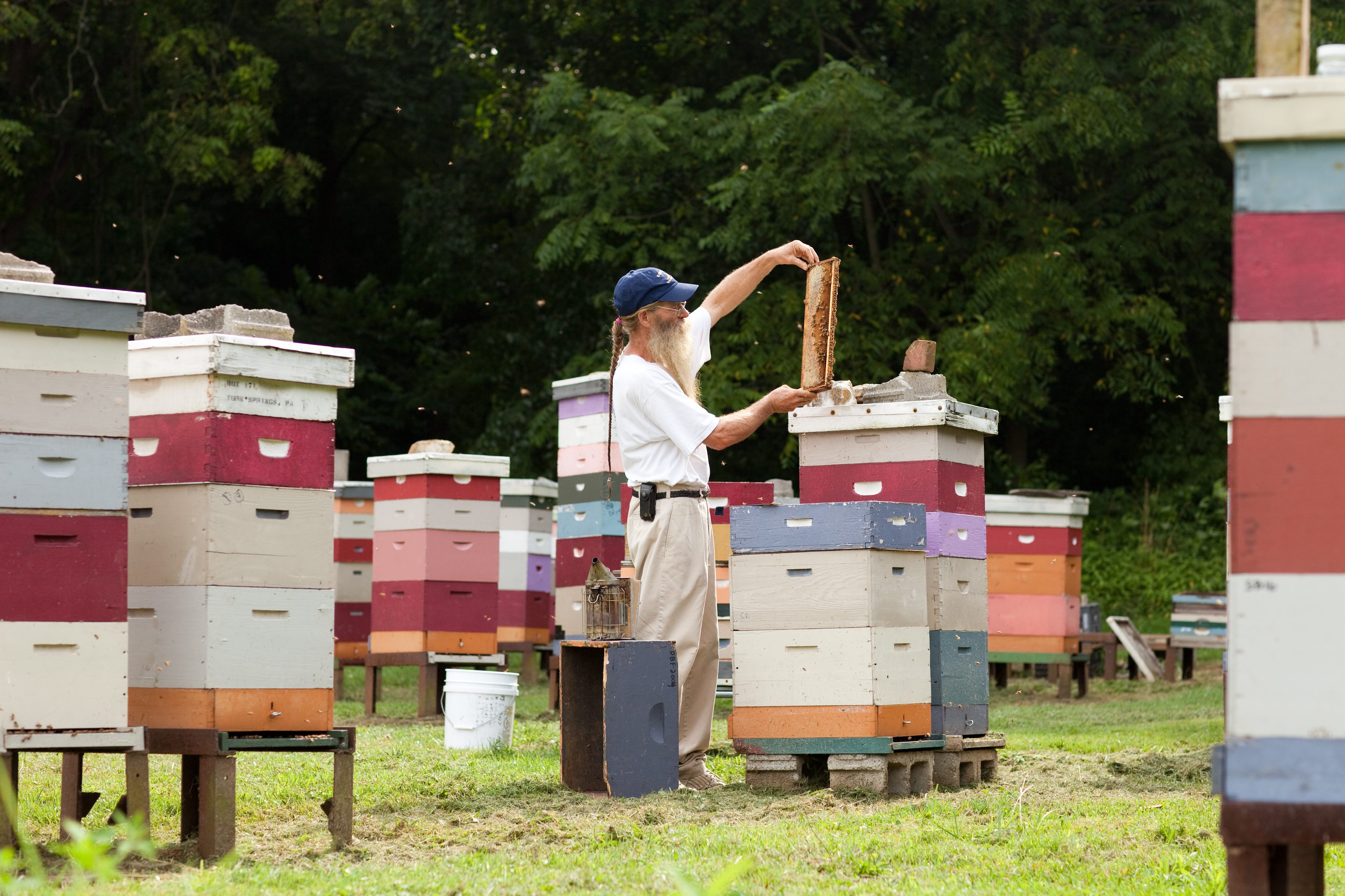 Swarmbustin Honey Kimberton Whole Foods