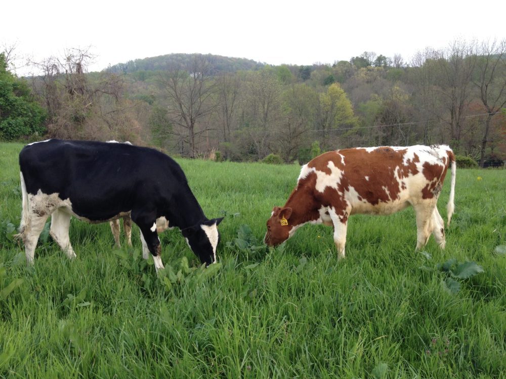 Birchrun Hills Farm, Chester Springs, PA – 8 miles