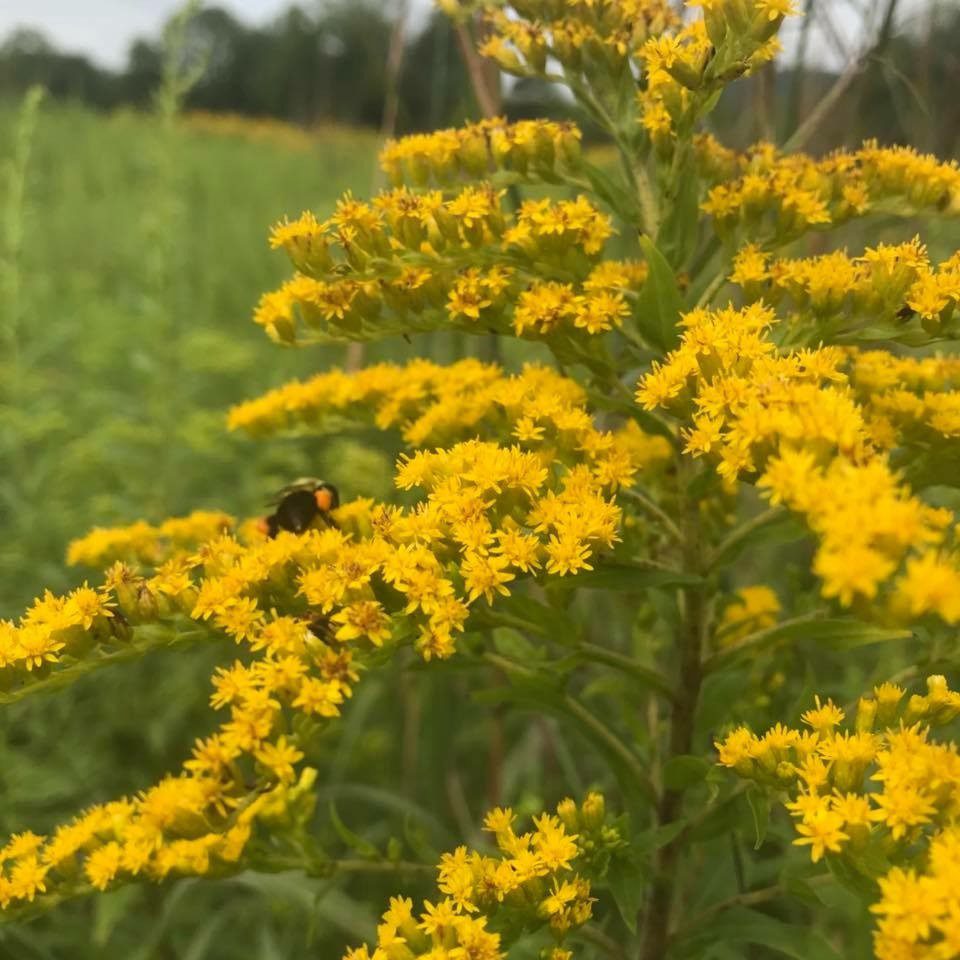 Mother Hylde’s Herbal, Harmonyville, PA – 13 Miles