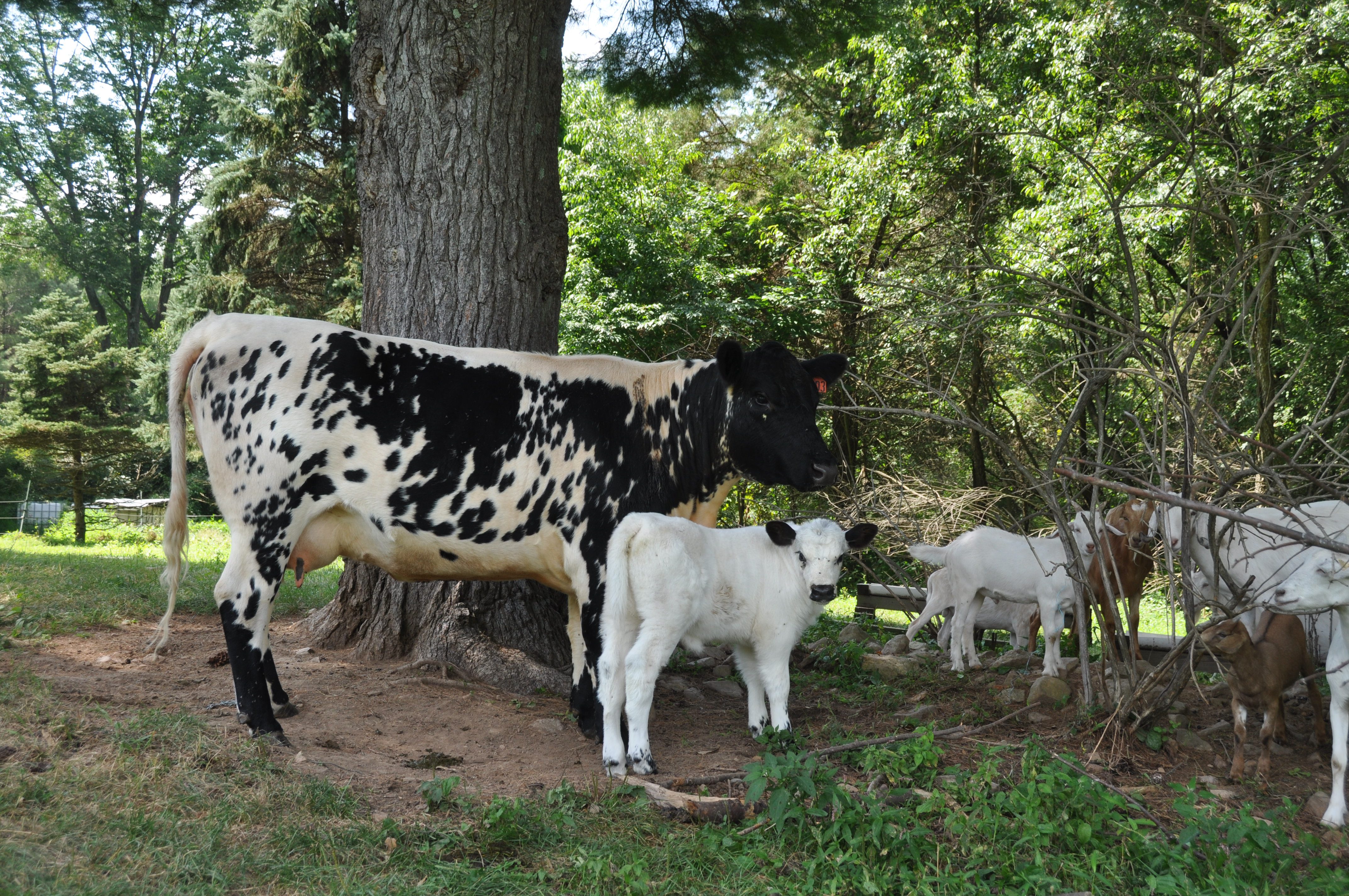 Stryker Farm, Saylorsburg, PA – 65 Miles