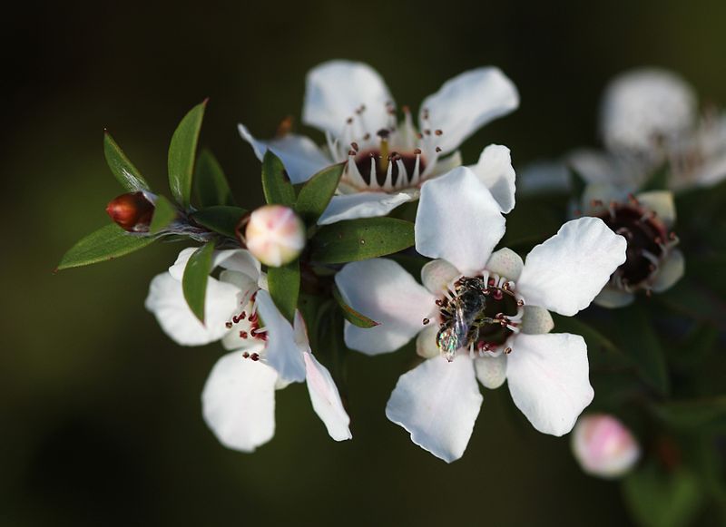 Manuka tree Kimberton Whole Foods