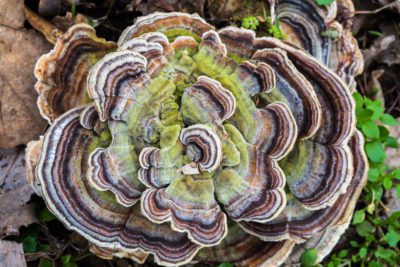 Wholesun Wellness Kimberton Whole Foods Mushrooms