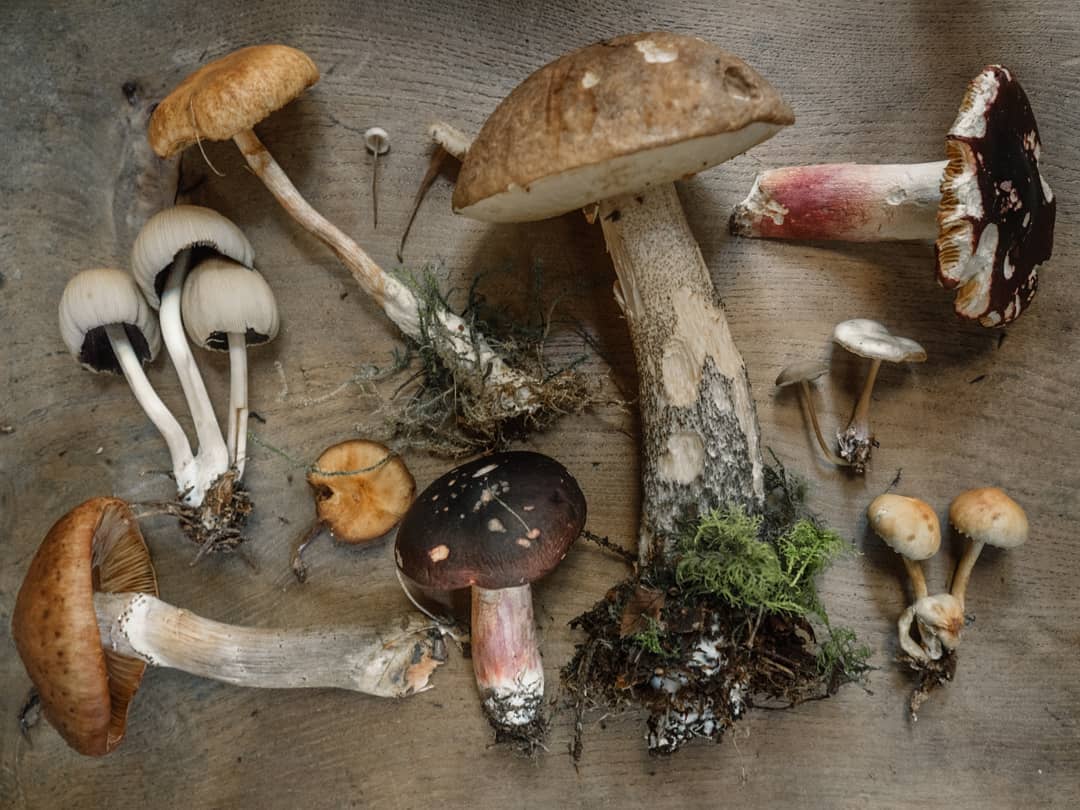 wholesun mushrooms kimberton whole foods
