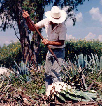 Wholesome Sweeteners Agave