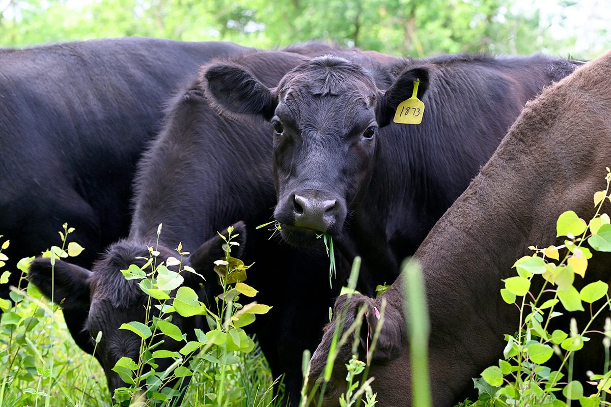 Creating Sustainable Ecosystems with Grass-Fed Beef