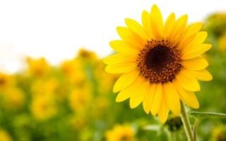 sunflower hiring